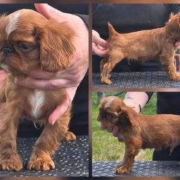 Charisma's Red Red Wine - Red male English Toy Spaniel puppy in Glenwood City, Wisconsin from NyaStar