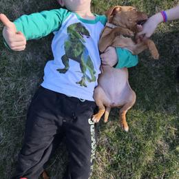 Vizsla Puppies from Driftless Vizslas