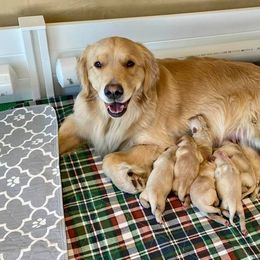 Golden Retriever Puppies from EP's Golden Retrievers