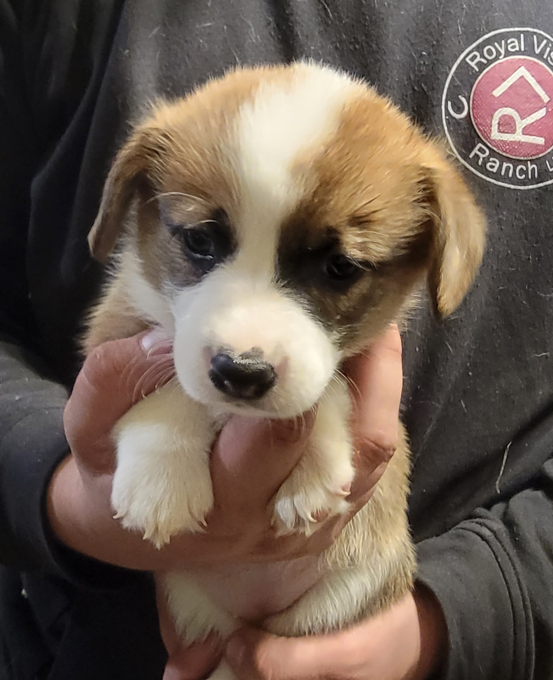 Girl dark teal collar - Red Pembroke Welsh Corgi puppy in Lexington, Oklahoma from Butte Bottom Corgis