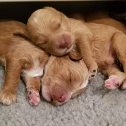Australian Labradoodle Puppies from Deer Pines Labradoodles, LLC