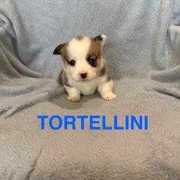 Tortellini - Sable male Pembroke Welsh Corgi puppy in Sherwood, Michigan from Patrick's Puppies