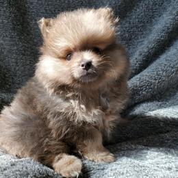 Olivia - Lavender female Pomeranian puppy in Bellevue, Iowa from Fluffy Wonders Poms and Doodles
