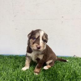 Billy the Kid - Red merle male Australian Shepherd puppy in Smithfield, Utah from C&C Ranch