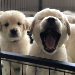 Goldendoodles, Golden Retrievers, and Poodles from Refinery Retrievers