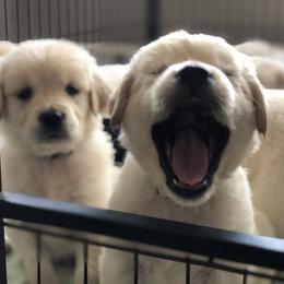 Goldendoodles, Golden Retrievers, and Poodles from Refinery Retrievers