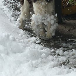 English Springer Spaniel All Grown Up from Cedarhome Springers