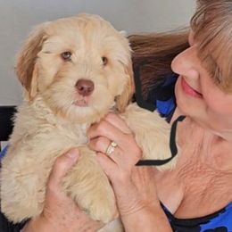 Denver - Caramel red male Australian Labradoodle puppy in Glenford, Ohio from Mi-De Doodles
