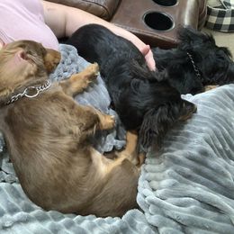 Dachshunds from Bayou Dog Den