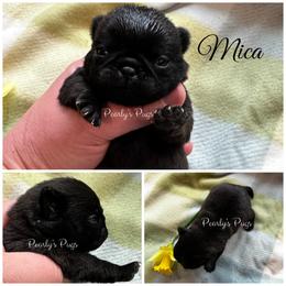 Mica - Black female Pug puppy in Summerville, Georgia from Pearly’s Pugs & Pollywog Poodles