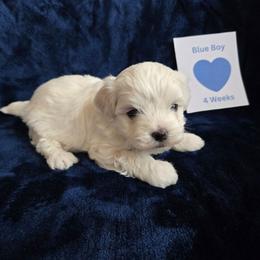 Koyuki (Blue) - White male Maltipoo puppy in Sahuarita, Arizona from Cowgirl's Legacy Maltipoos