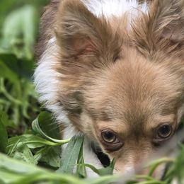 Border Collies and Chihuahuas from Riverwood
