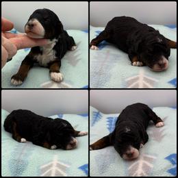 Girl 2 - Phantom female Poodle puppy in Wheatland, California from Sapphire Ridge Poodles