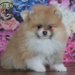 Mable - Orange sable female Pomeranian puppy in Fultonville, New York from Sandy Aussies & Pomeranians