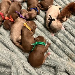 Goldendoodle Puppies from Lasting Legacy Family Dogs