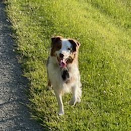 Aussiedoodles and Australian Shepherds from Danson Breeds