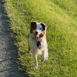 Aussiedoodles and Australian Shepherds from Danson Breeds