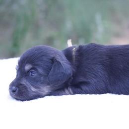 GiGi - Black and cream female Dachshund puppy in Murray, Kentucky from Shadow Ridge Farms