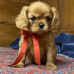 Cavalier King Charles Spaniel Puppies from Lizmere Cavalier King Charles Spaniels