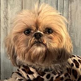 Sunia - Shih Tzu