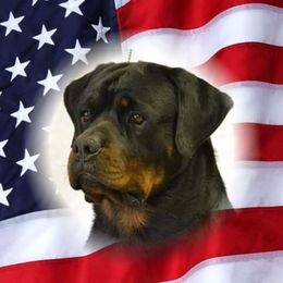 Rottweilers from Lakeview Kennel