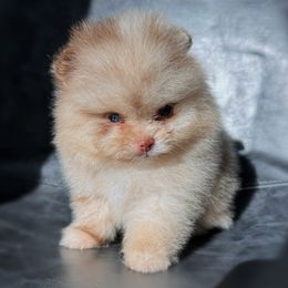 Yang - Chocolate merle male Pomeranian puppy in Menifee, California from Petite Poms Of CA