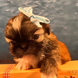 LUCY - Red Shih Tzu puppy in Beatrice, Nebraska from I Shih Tzu Not Puppies