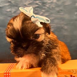 LUCY - Red Shih Tzu puppy in Beatrice, Nebraska from I Shih Tzu Not Puppies