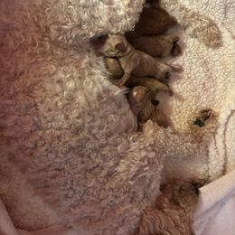 Goldendoodle puppies from Peace, Love, and Puppies at the Creek