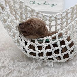 Blue Cosmo - Apricot male Goldendoodle puppy in Cincinnati, Ohio from KSchott Kennels