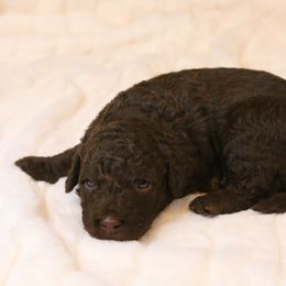 Aussiedoodle Puppies from Aspen River Doodles