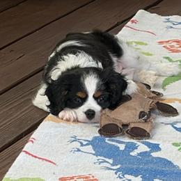 Red - Tri-color female Cavalier King Charles Spaniel puppy in Mount Dora, Florida from Carroll’s Cavaliers