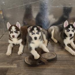 Siberian Huskies from Steven Carrillo's Siberian Huskies