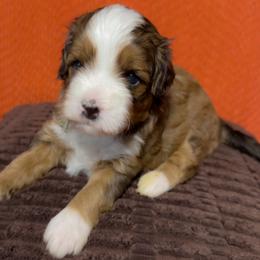 Ruby - Tri-color female Bernedoodle puppy in Bradenton, Florida from Peanut Butter Doodles