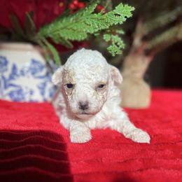 Myrrh - Parti male Maltipoo puppy in Wendell, North Carolina from Teddys Teddy Bears