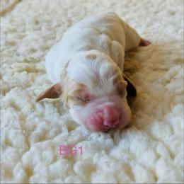 BG1 - Red and white female Basset Hound puppy in Britton, South Dakota from K&S Canines