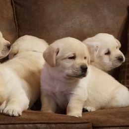 French Bulldog and Labrador Retriever Puppies from Rare Pearl Labradors and Belle Rouge Frenchies