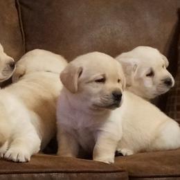French Bulldog and Labrador Retriever Puppies from Rare Pearl Labradors and Belle Rouge Frenchies