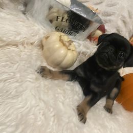 Oreo - Black male Pug puppy in Onalaska, Washington from Cupid’s Pugs