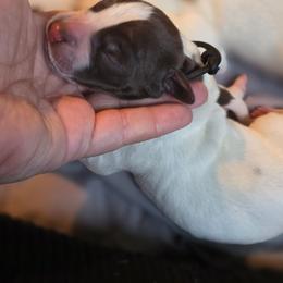 Black Male - Liver and white male German Shorthaired Pointer puppy in Kenai, Alaska from LakeHaus Kennels