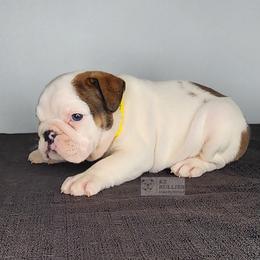 Baylee - Red and white female Bulldog puppy in Hillsdale County, Michigan from KZ Bullies LLC