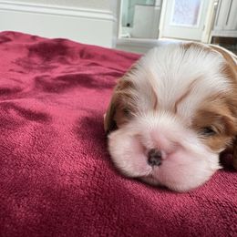 Puppy 1 - Blenheim female Cavalier King Charles Spaniel puppy in West Sacramento, California from TK King Charles Spaniels
