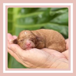 Truffle - Apricot female Cavapoo puppy in Dade City, Florida from Periwinkle Pups