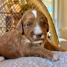 Cider - Red  female Goldendoodle puppy in Cannon County, Tennessee from Hilltop Doodles and Poodles