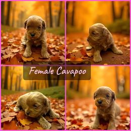 Red Female - Red female Cavapoo puppy in Harrah, Oklahoma from Sunshines Pomeranians & Cavapoos