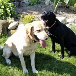 Labrador Retrievers from Rippling Waters