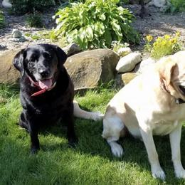 Labrador Retrievers from Rippling Waters
