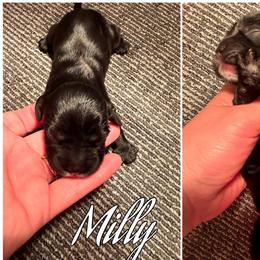 Milly - Black female Cocker Spaniel puppy in Clinton, Oklahoma from Enchanted Spaniels