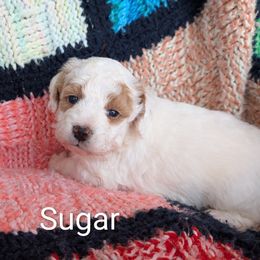 Sugar - Yellow and white female Bernedoodle puppy in Weatherford, Texas from Donnasdoodlebugs