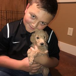 Goldendoodle Puppies from Dapper Doodles of Tennessee